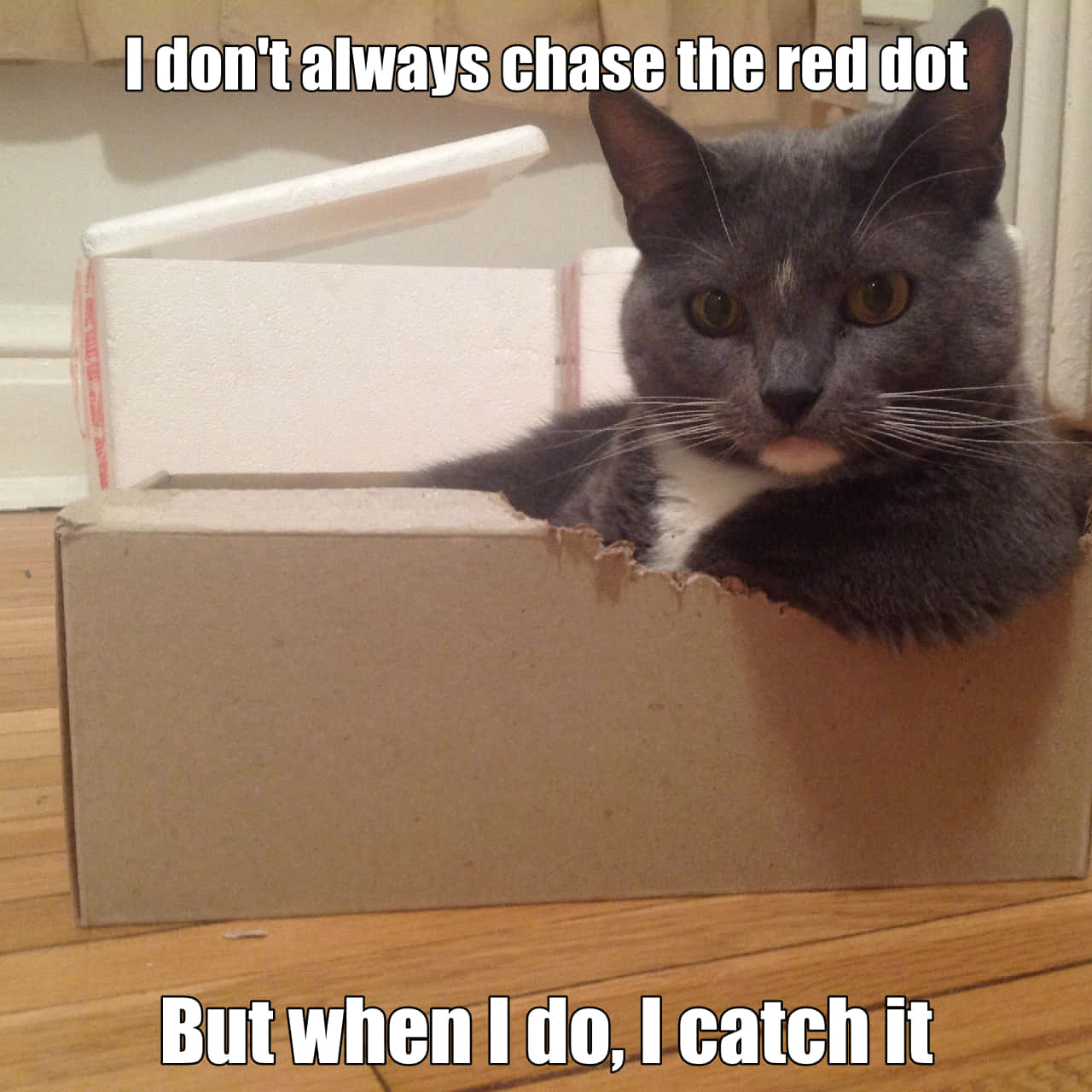 50 Cute And Funny Memes That Might Make You Want To Get A Cat | Bored Panda How To Balance Mobile Gaming With Daily Responsibilities