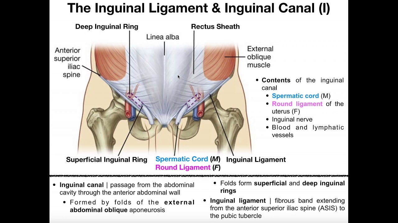 Inguinal Ligament Anatomy Muscles Of The Groin How To Navigate Travel Booking Sites Effectively